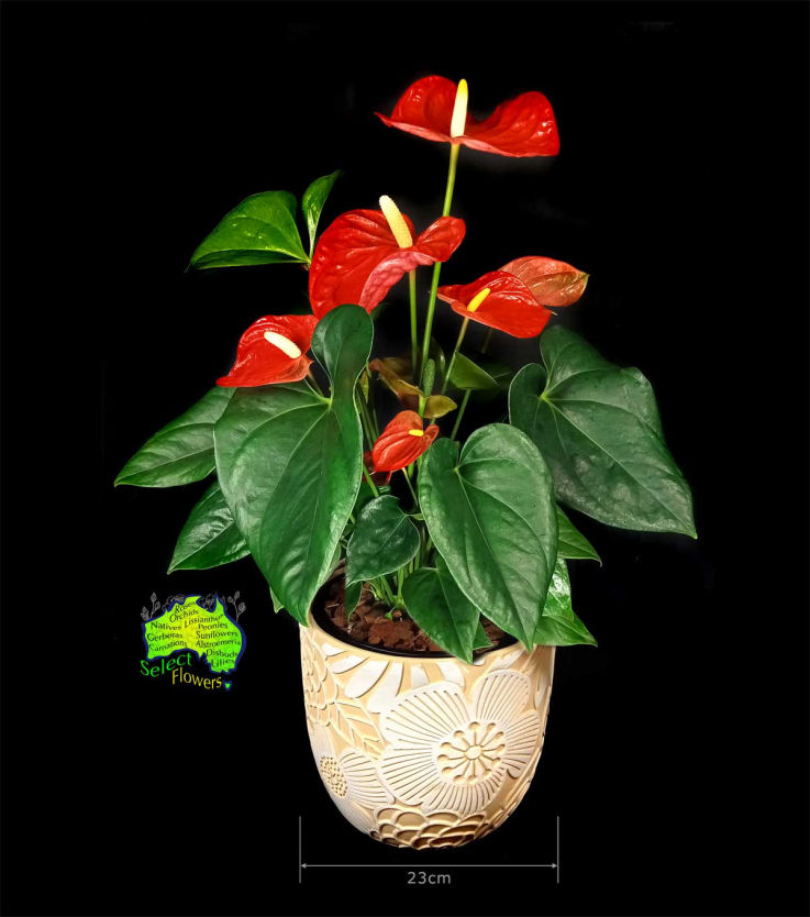 RED ANTHURIUM IN YELLOW PLANTER